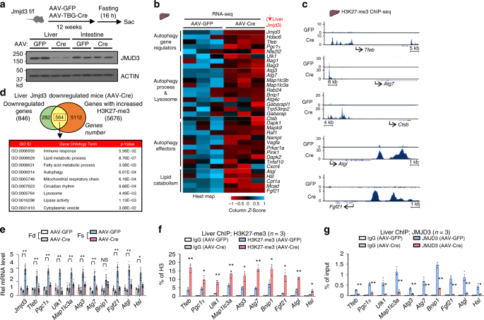 Fasting Induced Fgf21 Signaling Activates Hepatic Autophagy And Lipid Degradation Via Jmjd3 Histone Demethylase Nature Communications