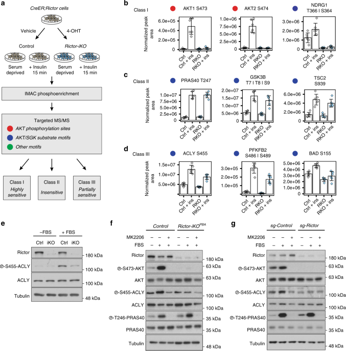 Mtorc2-akt signaling to atp-citrate lyase drives brown adipogenesis and de novo lipogenesis