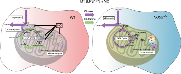 Conversion of •NO and ONOO − . Activated macrophages simultaneously