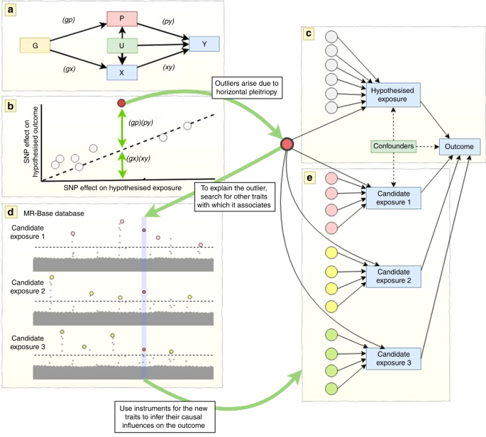 Exploiting Horizontal Pleiotropy To Search For Causal Pathways Within A Mendelian Randomization Framework Nature Communications