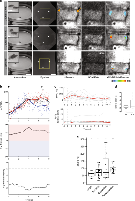 To detect new odors, fruit fly brains improve on a well-known computer  algorithm - Salk Institute for Biological Studies