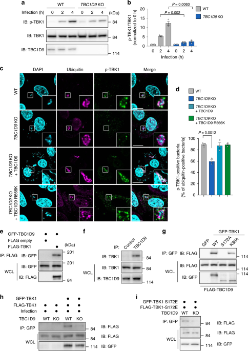 tbc1d9 regulates tbk1 activation