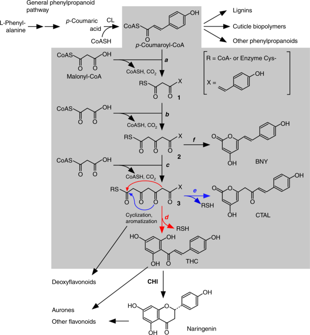 glutathione s transferase chalcone A conserved strategy of chalcone isomerase-like protein to rectify  promiscuous chalcone synthase specificity