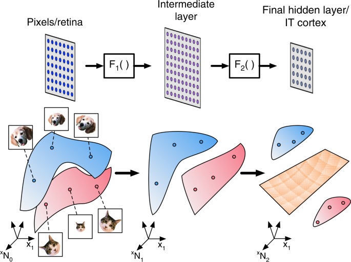 Separability And Geometry Of Object Manifolds In Deep Neural Networks Nature Communications