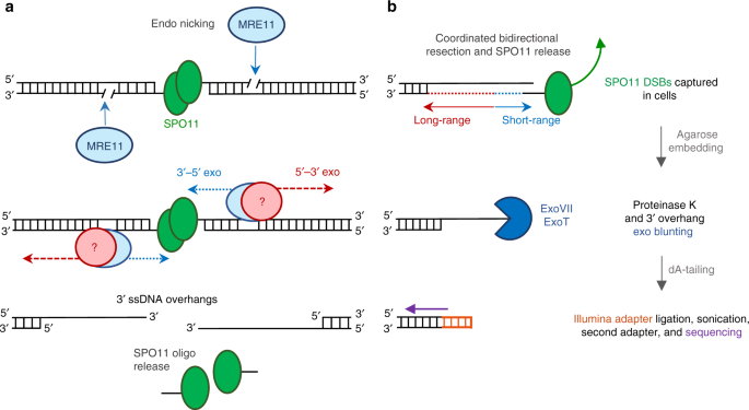 Atm and prdm9 regulate spo11-bound recombination intermediates during meiosis