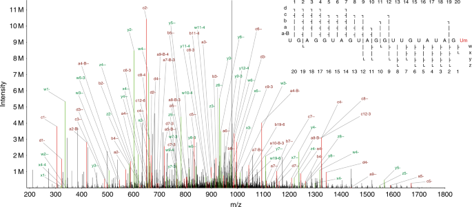 A computational platform for high-throughput analysis of rna sequences and modifications by mass spectrometry