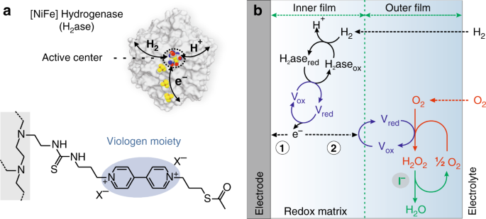 Suppressing Hydrogen Peroxide Generation To Achieve Oxygen Insensitivity Of A Nife Hydrogenase In Redox Active Films Nature Communications