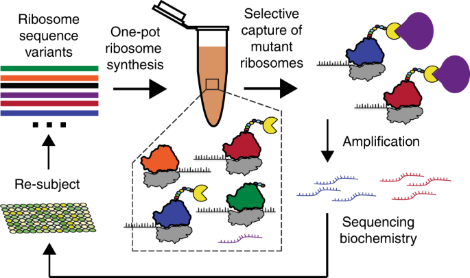 In Vitro Ribosome Synthesis And Evolution Through Ribosome Display Nature Communications In Vitro Ribosome Synthesis And Evolution Through Ribosome Display Nature Communications