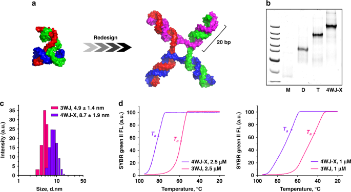 Ultra Thermostable Rna Nanoparticles For Solubilizing And High Yield Loading Of Paclitaxel For Breast Cancer Therapy Nature Communications