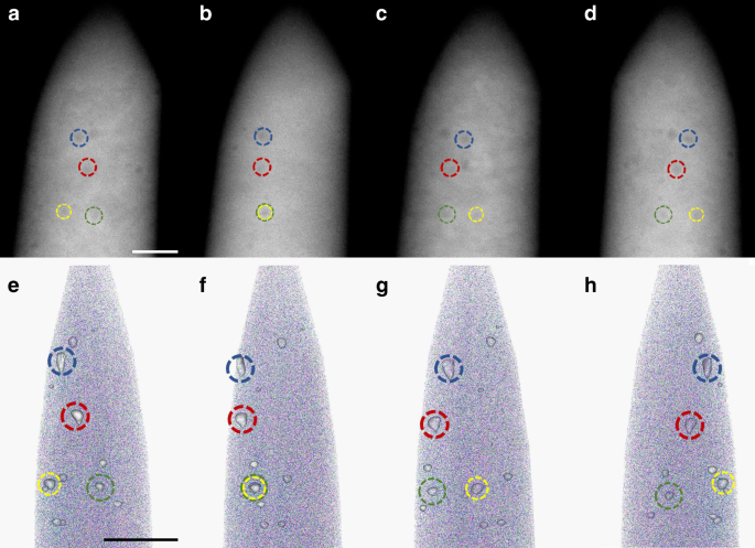 Interpreting nanovoids in atom probe tomography data for accurate local compositional measurements