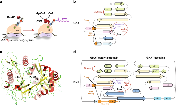 High-resolution snapshots of human N-myristoyltransferase in action  illuminate a mechanism promoting N-terminal Lys and Gly myristoylation |  Nature Communications