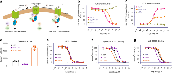 Nanobody-enabled monitoring of kappa opioid receptor states | Nature  Communications