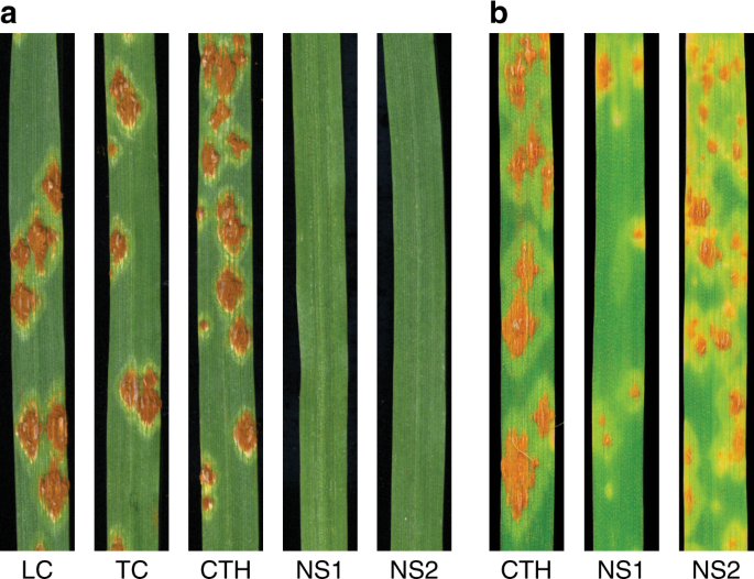 Stem rust resistance in wheat is suppressed by a subunit of the mediator  complex | Nature Communications