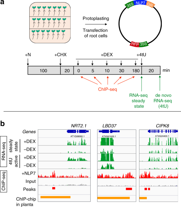Transient Genome Wide Interactions Of The Master Transcription