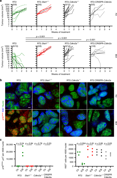 Cancer Immune Control Needs Senescence Induction By Interferon Dependent Cell Cycle Regulator Pathways In Tumours Nature Communications
