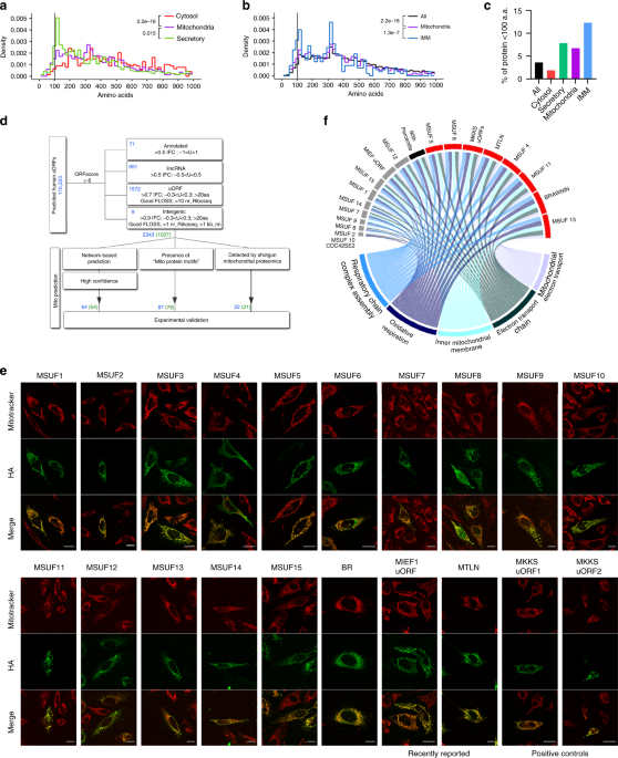 peptide functional complex serum