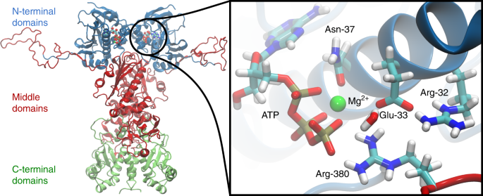Conformational dynamics modulate the catalytic activity of the molecular chaperone hsp90