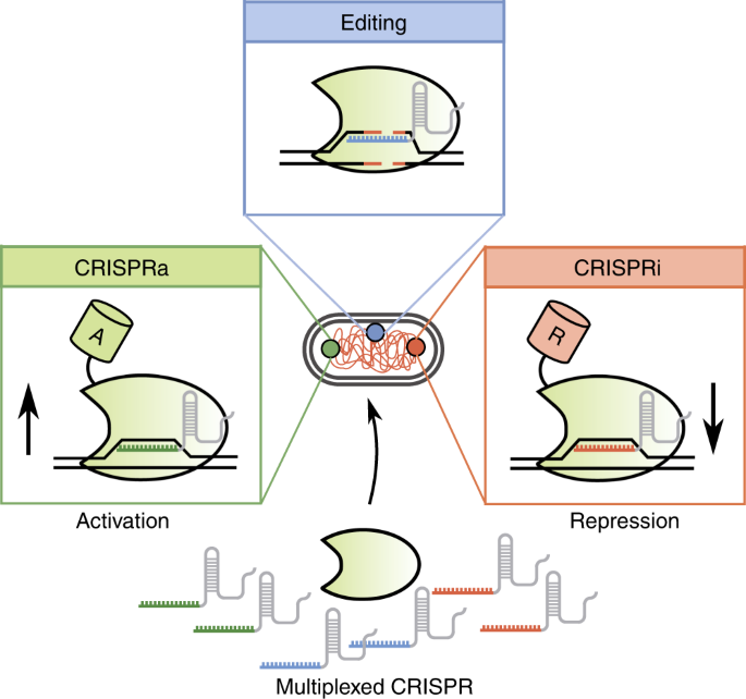 Multiplexed CRISPR technologies for gene editing and transcriptional  regulation | Nature Communications