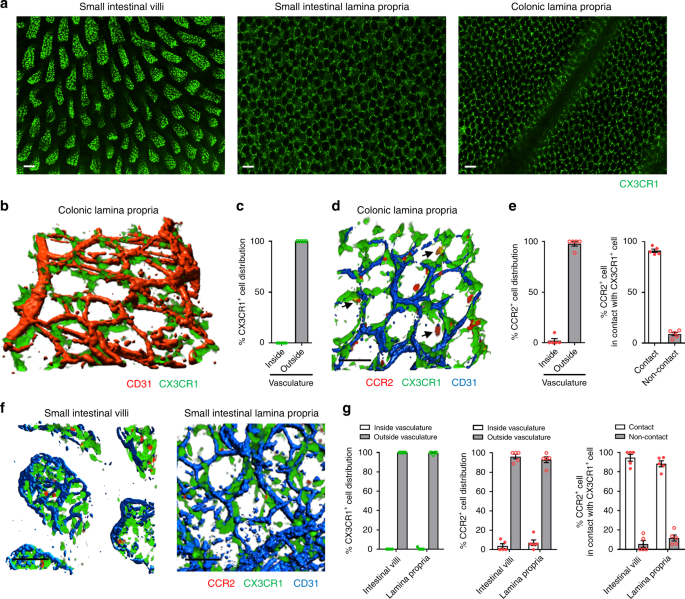 Perivascular localization of macrophages in the intestinal mucosa is  regulated by Nr4a1 and the microbiome | Nature Communications