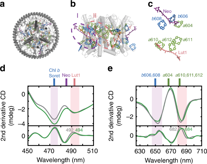 Observation of dissipative chlorophyll-to-carotenoid energy transfer in light-harvesting complex II in membrane nanodiscs