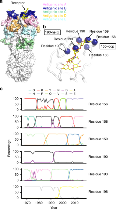 Major Antigenic Site B Of Human Influenza H3n2 Viruses Has An Evolving Local Fitness Landscape Nature Communications