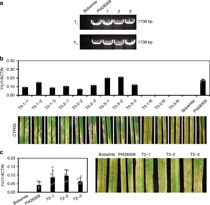 BED-domain-containing immune receptors confer diverse resistance spectra to  yellow rust