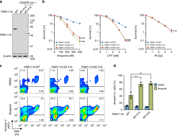 Fam111a Protects Replication Forks From Protein Obstacles Via Its Trypsin Like Domain Nature Communications