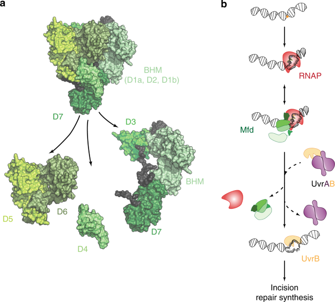 Single-molecule imaging reveals molecular coupling between transcription and dna repair machinery in live cells