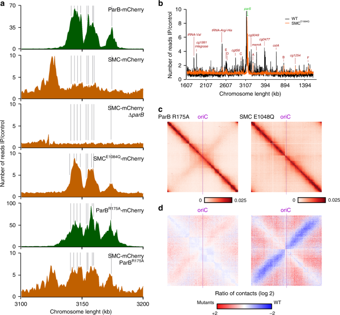 in the conserved system | Chromosome Nature Communications organization Corynebacterium actinobacterium a glutamicum condensin-ParB by