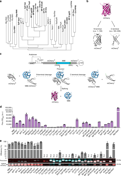 An expanded library of orthogonal split inteins enables modular  multi-peptide assemblies | Nature Communications