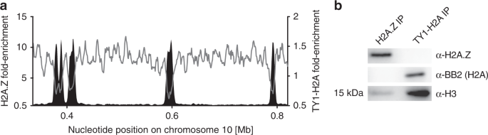 Distinct Roles For H4 And H2a Z Acetylation In Rna Transcription In African Trypanosomes Nature Communications