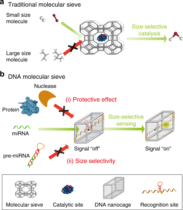 Size Selective Molecular Recognition Based On A Confined Dna Molecular Sieve Using Cavity Tunable Framework Nucleic Acids Nature Communications