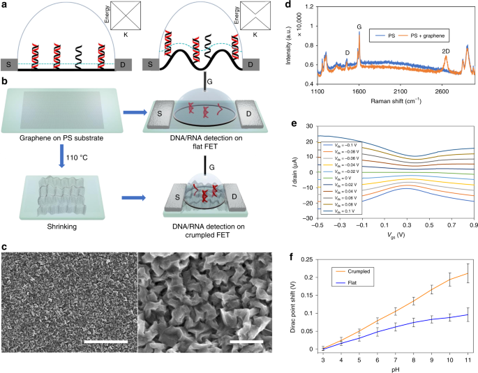 Ultrasensitive Detection Of Nucleic Acids Using Deformed Graphene Channel Field Effect Biosensors Nature Communications