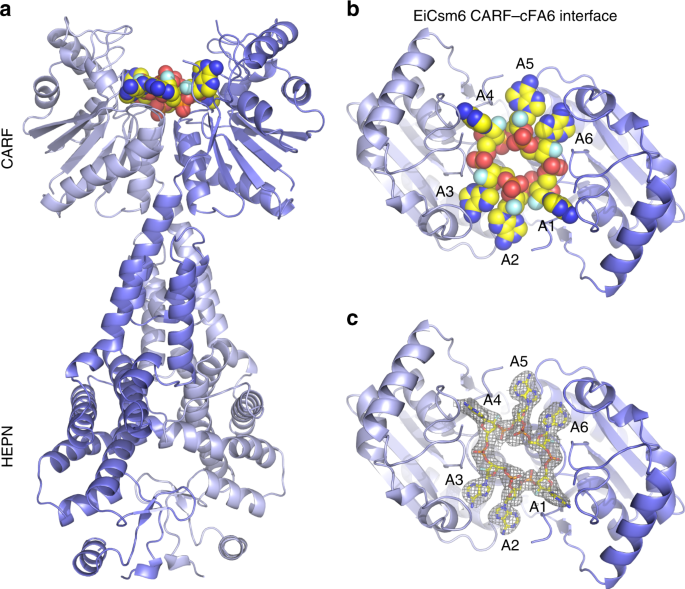 Activation And Self Inactivation Mechanisms Of The Cyclic Oligoadenylate Dependent Crispr Ribonuclease Csm6 Nature Communications