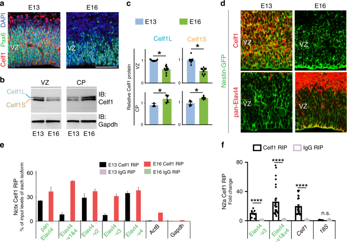 PDF) Translational derepression of Elavl4 isoforms at their alternative 5′  UTRs determines neuronal development