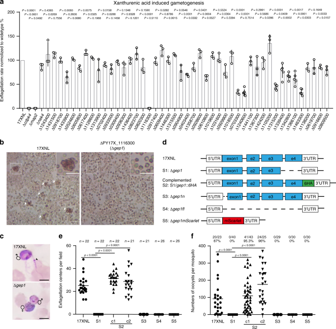 An intracellular membrane protein GEP1 regulates xanthurenic acid induced  gametogenesis of malaria parasites | Nature Communications