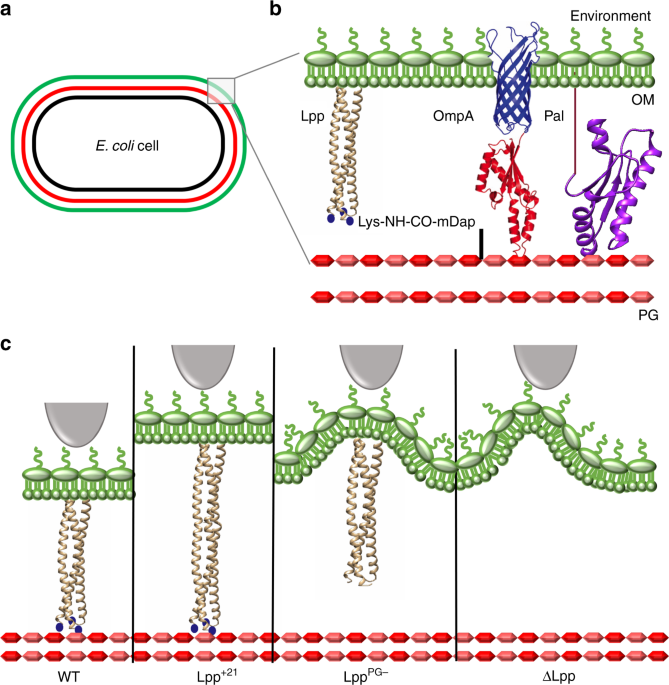 Lipoprotein Lpp Regulates The Mechanical Properties Of The E Coli Cell Envelope Nature Communications