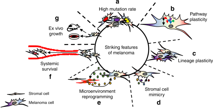 Pre-clinical modeling of cutaneous melanoma | Nature Communications