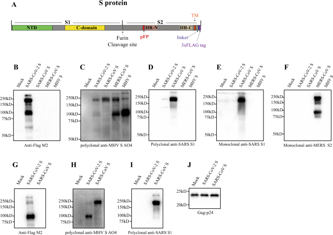 Characterization Of Spike Glycoprotein Of Sars Cov 2 On Virus Entry And Its Immune Cross Reactivity With Sars Cov Nature Communications