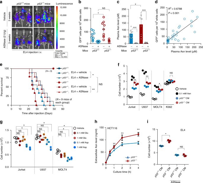 P53-mediated control of aspartate-asparagine homeostasis dictates lkb1 activity and modulates cell survival