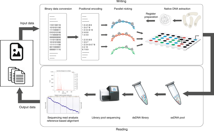 DNA punch cards for storing data on native DNA sequences via