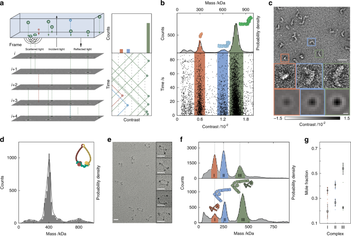 Quantifying The Heterogeneity Of Macromolecular Machines By Mass Photometry Nature Communications