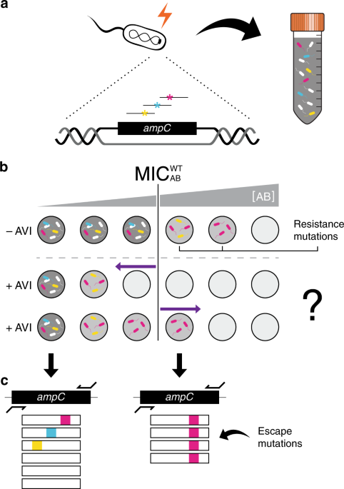 Escape Mutations Circumvent A Tradeoff Between Resistance To A Beta-Lactam  And Resistance To A Beta-Lactamase Inhibitor | Nature Communications Escape Mutations Circumvent A Tradeoff Between Resistance To A Beta-Lactam  And Resistance To A Beta-Lactamase Inhibitor | Nature Communications