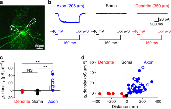 An axon-specific expression of HCN channels catalyzes fast action potential  signaling in GABAergic interneurons | Nature Communications