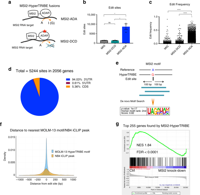 Hypertribe uncovers increased musashi-2 rna binding activity and differential regulation in leukemic stem cells