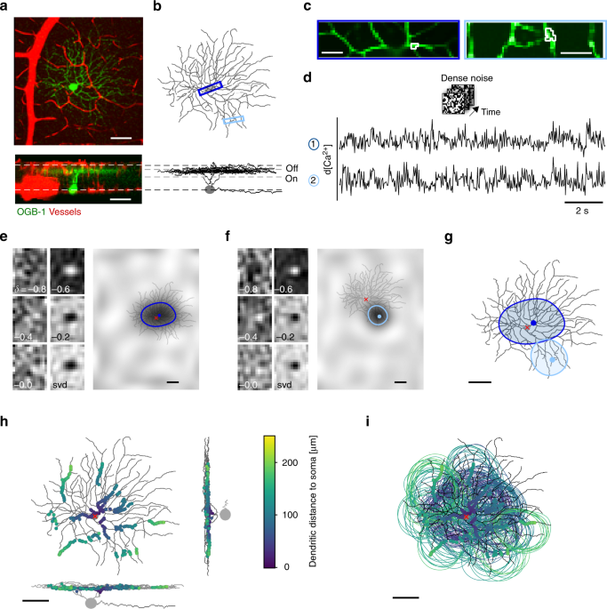 Type Specific Dendritic Integration In Mouse Retinal Ganglion Cells Nature Communications Type Specific Dendritic Integration In Mouse Retinal Ganglion Cells Nature Communications