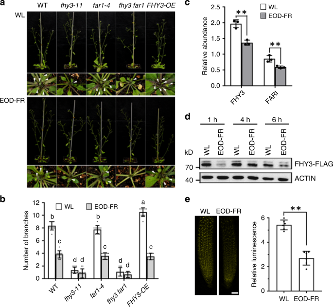 Arabidopsis Fhy3 And Far1 Integrate Light And Strigolactone Signaling To Regulate Branching Nature Communications Arabidopsis Fhy3 And Far1 Integrate Light And Strigolactone Signaling To Regulate Branching Nature Communications