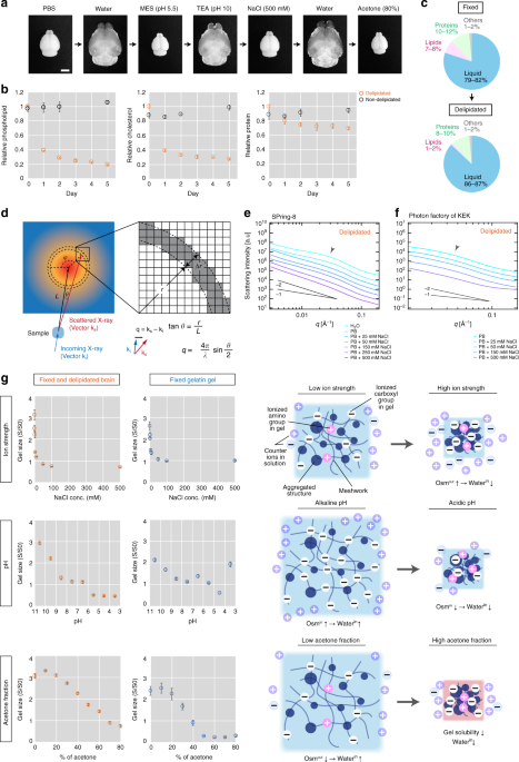 Versatile Whole Organ Body Staining And Imaging Based On Electrolyte Gel Properties Of Biological Tissues Nature Communications