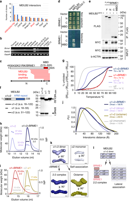 The Brca2 Meilb2 Brme1 Complex Governs Meiotic Recombination And Impairs The Mitotic Brca2 Rad51 Function In Cancer Cells Nature Communications