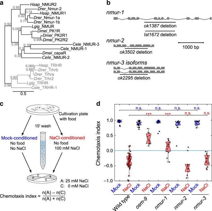 Neuromedin U Signaling Regulates Retrieval Of Learned Salt Avoidance In A C Elegans Gustatory Circuit Nature Communications